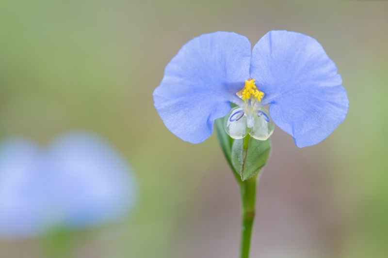 White-mouth-Dayflower-Commelina-erecta-_A1B6456-Indian-Lake-Estates-FL