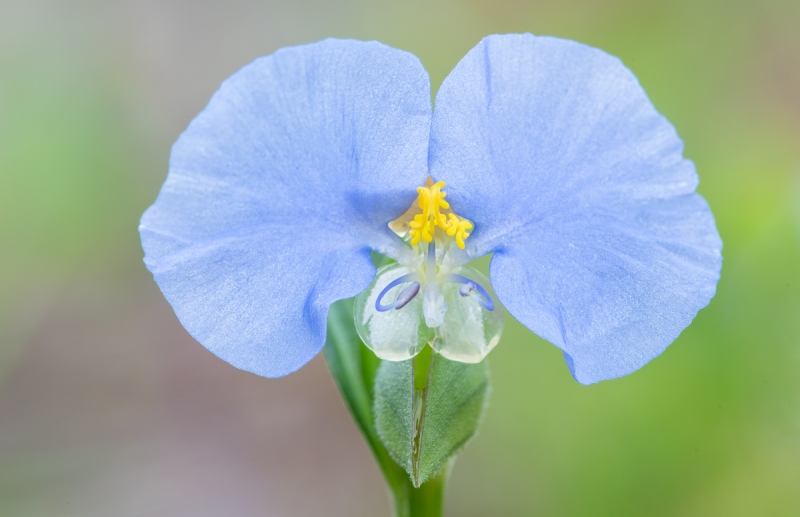 White-mouth-Dayflower-Commelina-erecta-_A1B6471-Indian-Lake-Estates-FL