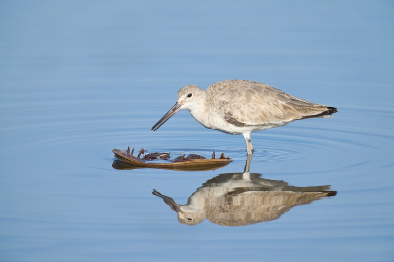 Willet-w-horseshoe-crab-1200mm-_DSC7901-Merritt-Island-NWR-FL-1