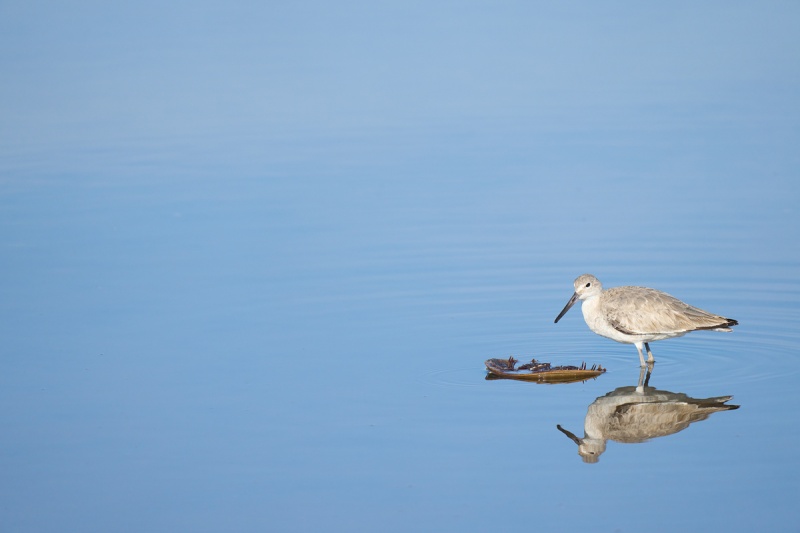 Willet-w-horseshoe-crab-_DSC7850-Merritt-Island-NWR-FL-1