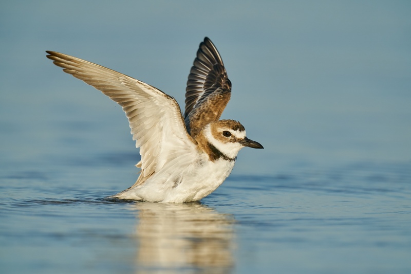 Wilsons-Plover-flapping-after-bath-_A924483-ort-DeSoto-Park-Tierra-Verde-FL