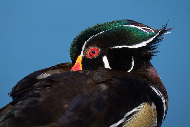 Wod-Duck-head-tucked-resting-_DSC2721-Lakeland-FL