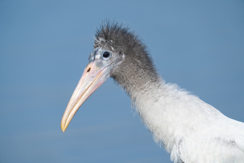 Wood-Stork-fledgling-_A1A5119-North-Tampa-Rookery-FL-