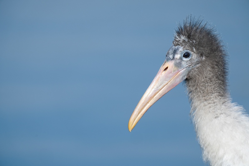 Wood-Stork-fledgling-_A1A5129-North-Tampa-Rookery-FL-