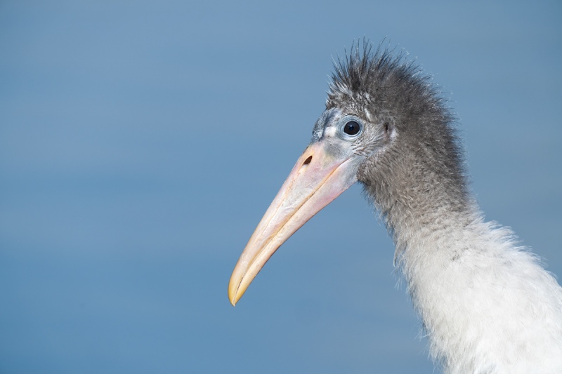 Wood-Stork-fledgling-head-portrait-_A1A5175-North-Tampa-Rookery-FL-