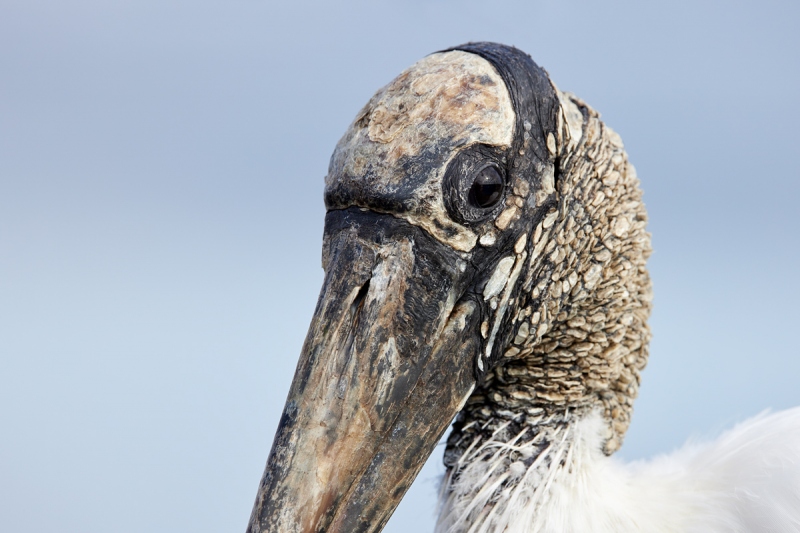 Wood-Stork-head-portrait-_91A0093-Merritt-Island-NWR-FL