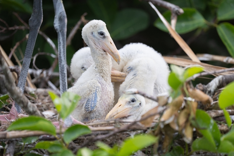 Wood-Stork-three-chciks-in-nest-_A1B2373-Wakodahatchee-Wetlands-Delray-FL-
