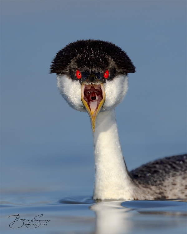 blog-boxy-Western-Grebe-