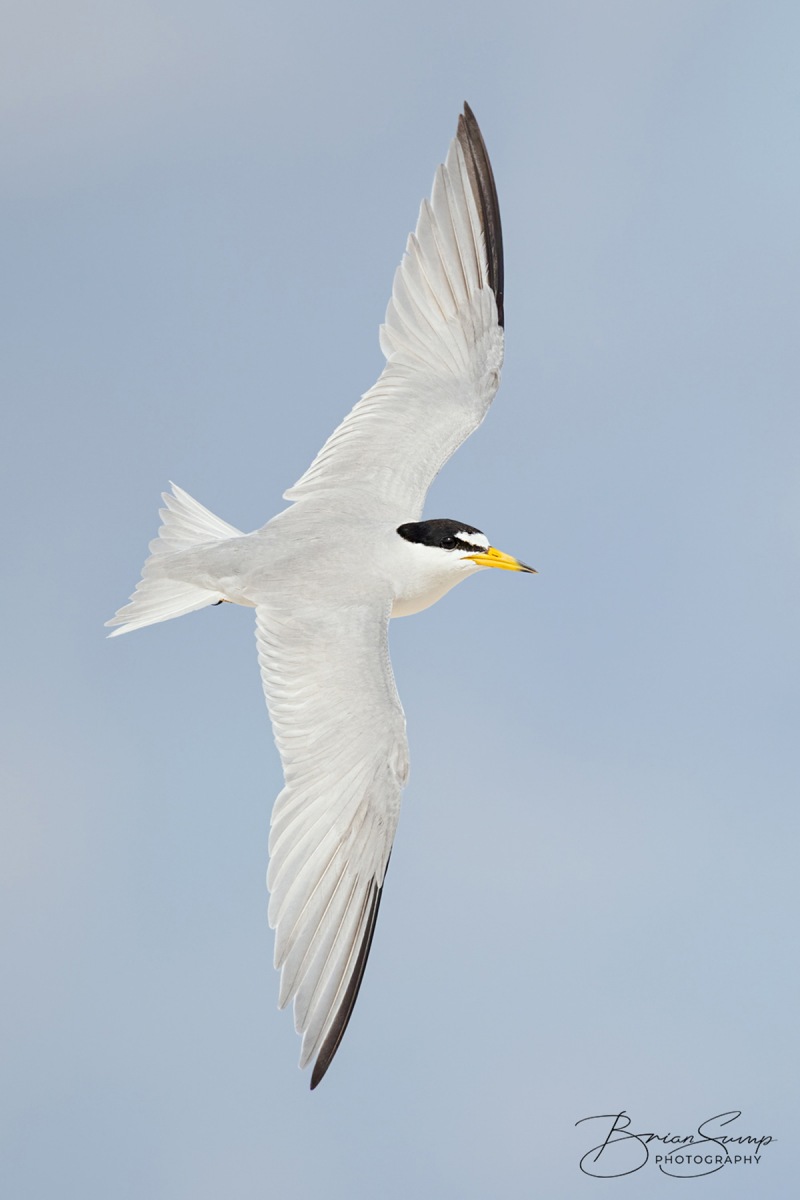 blog-sump-LETE-20210601-Least-Tern-Dorsal-Full-Brian-Sump-BSR55983-4218pxh-WBfix-touchMORE-blackup-halo-v4