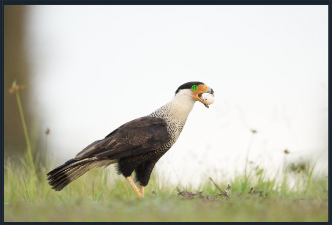 caracara-AF-point-1