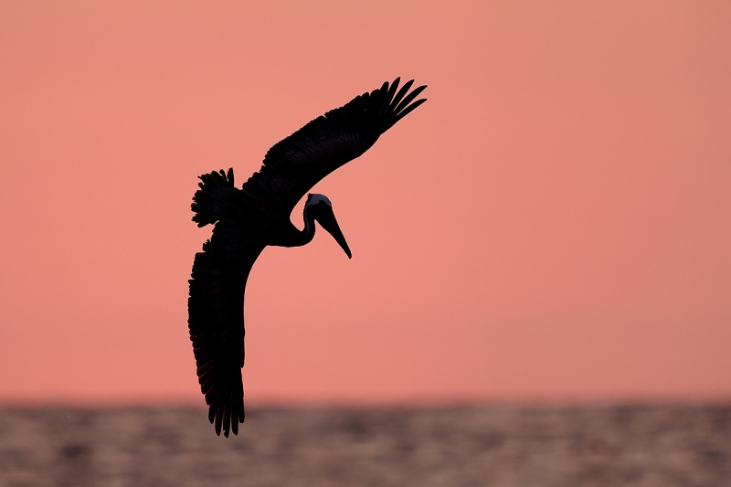 clemens-Brown-Pelican-silhouette-pink-sky_F0A2180-Fort-de-Soto-Florida-USA