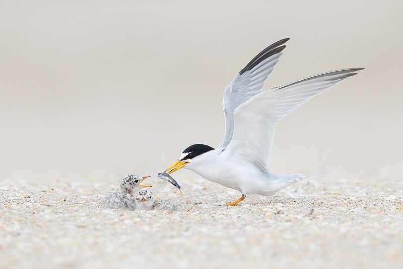 clemens-Least-tern-offering-fish-to-chick_74I9638-Pompano-Beach-Florida-USA