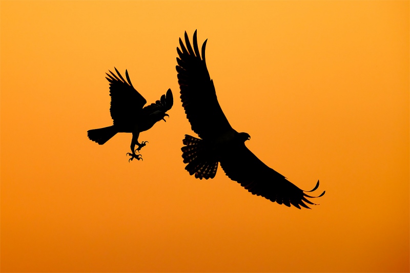 clemens-Osprey-chase-fight-in-the-air_74I2669-Indian-Lake-Estates-Florida-USA