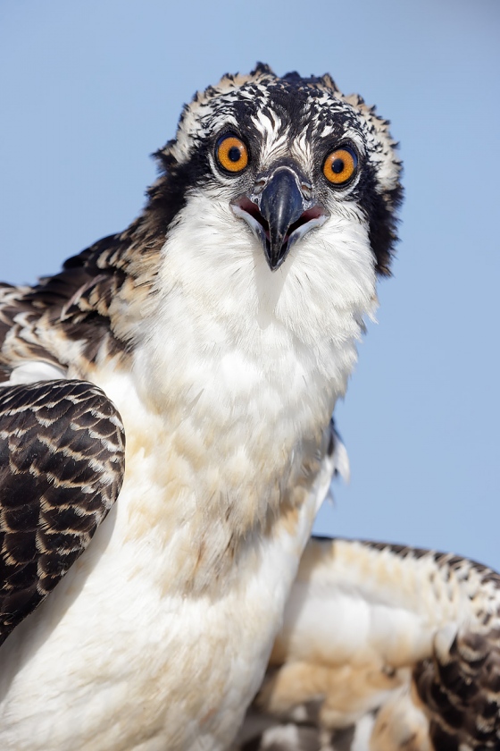 clemens-Osprey-chick-vertical-head-portrait_F0A7089-Lake-Blue-Cypress-Florida-USA