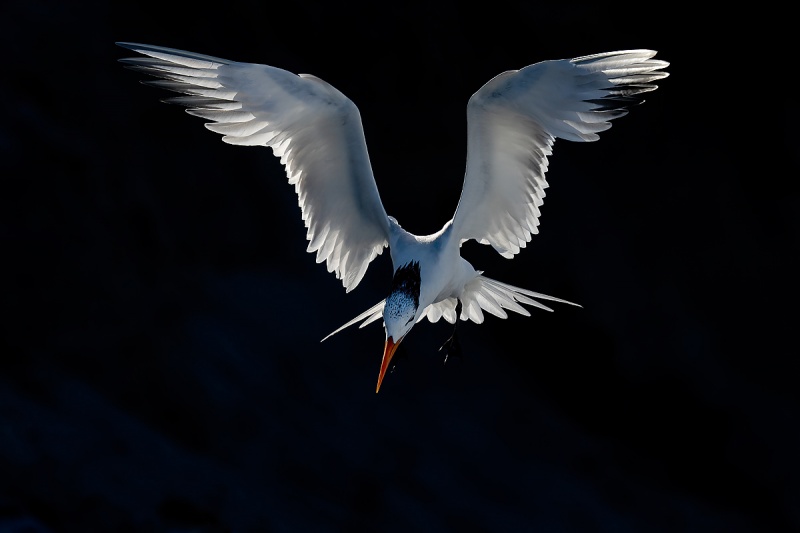 clemens-Royal-tern-backlit-with-black-background_A1B4724-Huguenot-Memorial-Park-Jacksonville-FL-USA