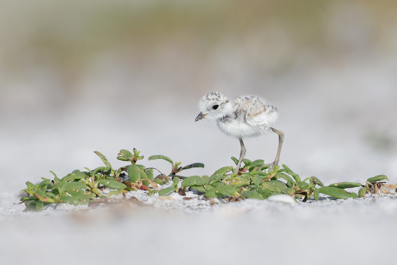 clemens-Snowy-Plover-chick-on-beach-vegetation_F0A2018-Fort-DeSoto-Park-Tierra-Verde-Florida-USA