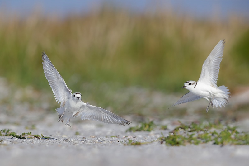 clemens-Snowy-plover-fight-on-the-beach_F0A0350-Fort-de-Soto-Tierra-Verde-Florida-USA