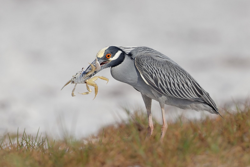 clemens-Yellow-Crowned-Night-Heron-with-Ghost-Crab_F0A0835-Fort-de-Soto-Tierra-Verde-Florida-USA