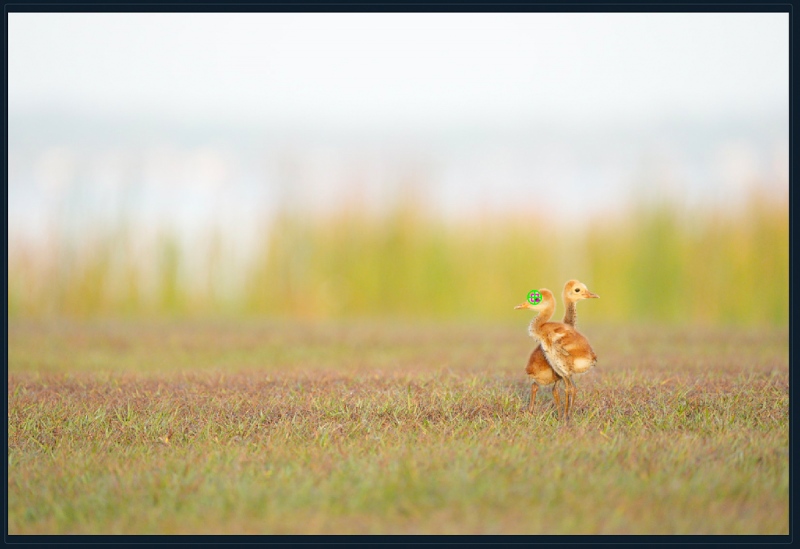 crane-chicks-animal-eye-1