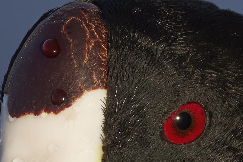 detail-American-Coot-head-portait-_Q5A0262-Lakeland-FL-1-gigapixel-scale-2_00x