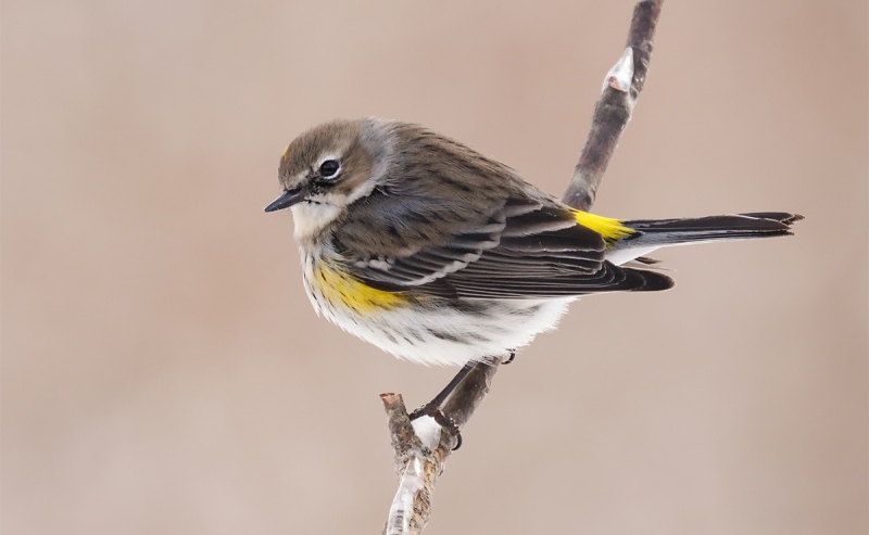 eade-YR-warbler_89A5493x1200