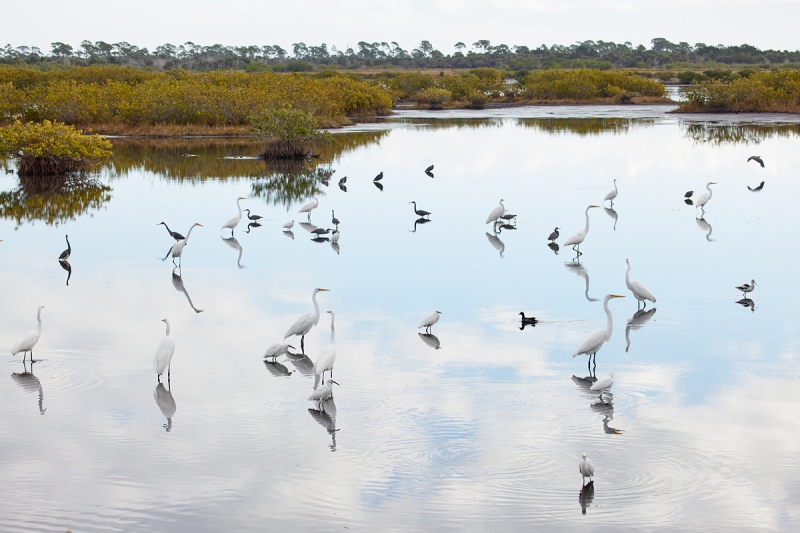 feediing-aggregation-clean-ed-up-_91A0051-Merritt-Island-NWR-FL