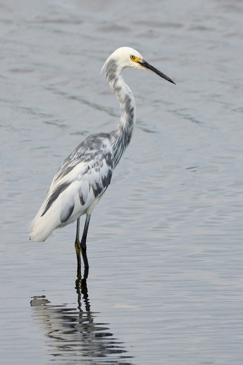 hybrid-heron-egret-Bill-Schneider-_DSC0161-Merritt-Island-NWR-FL-1