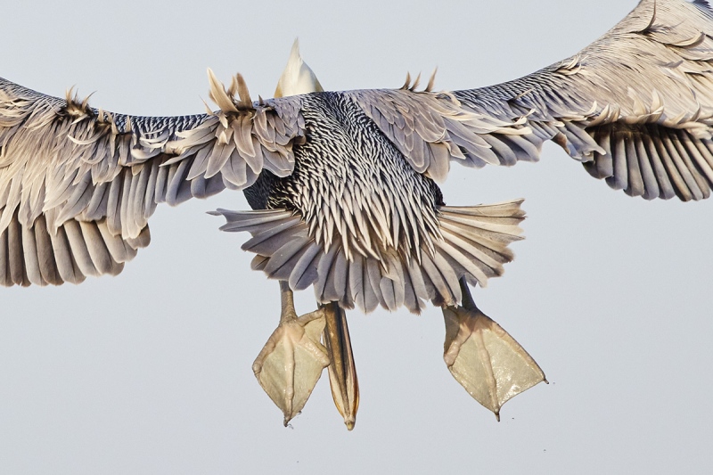 pelican-bill-foot-merge-_91A0638-Merritt-Island-NWR-FL-1