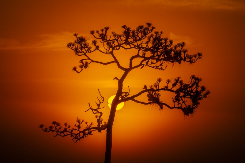 pine-tree-at-sunrise-_A1B9326-Indian-Lake-Estates-FL-