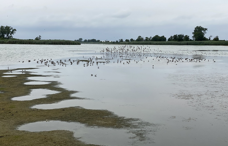 shorbirds-at-East-Pond-JBWR-Q-NYIMG_1047