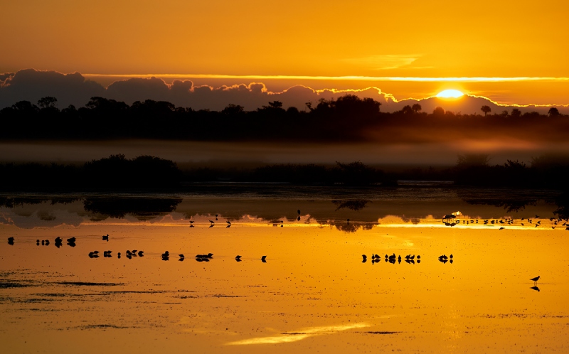 sunrise-and-birds-_A928347-Merritt-Island-NWR-FL