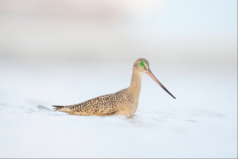 swimming-godwit-AF-point-1