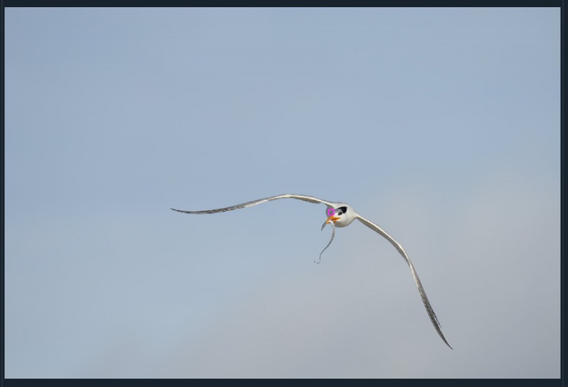 tern-cutlassfish-AF-point