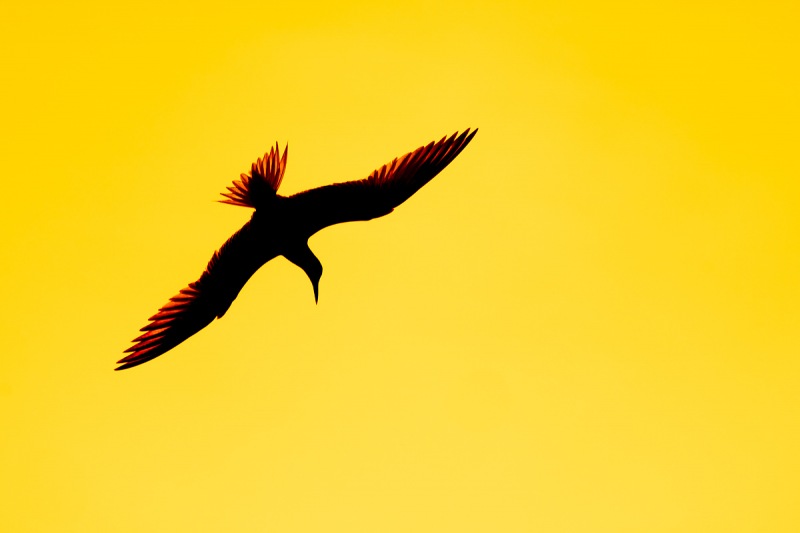 tern-diving-at-sunset-_A1A1811-Fort-DeSoto-Park-Tierra-Verde-FL-