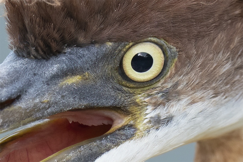 tight-crop-Tricolored-Heron-right-out-of-the-nest-begging-_A1A9723-North-Tampa-FL-