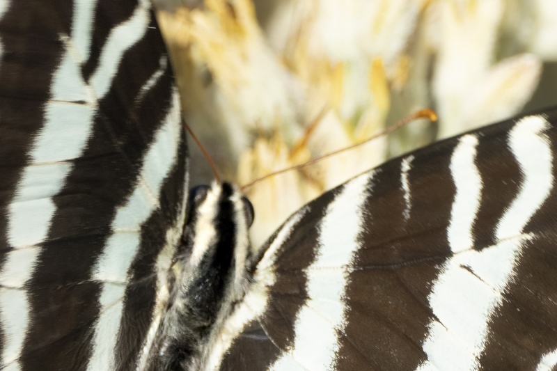 unsharp-heqd-Zebra-Swallowtail-on-Carolina-Red-Root-_7R49617-Indian-Lake-Estates-FL