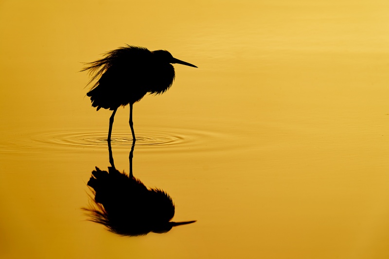 vTricolored-Heron-ruffling-SILH-_A9B9481-Merritt-Island-NWR-FL