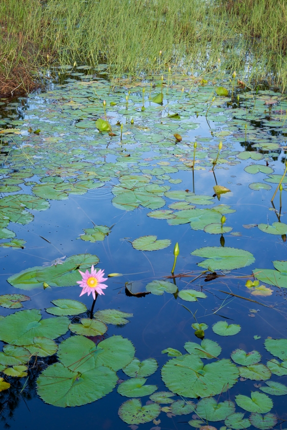 water-lily-_7R45605-Indian-Lake-Estates-FL-1