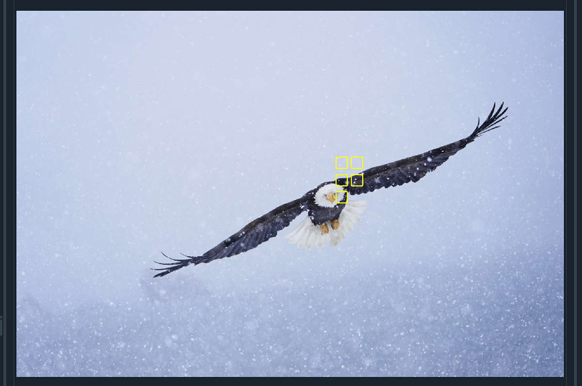 最新な for f/2.8 70-200mm the Not; You Kid I Bald Flight Eagle ウェア