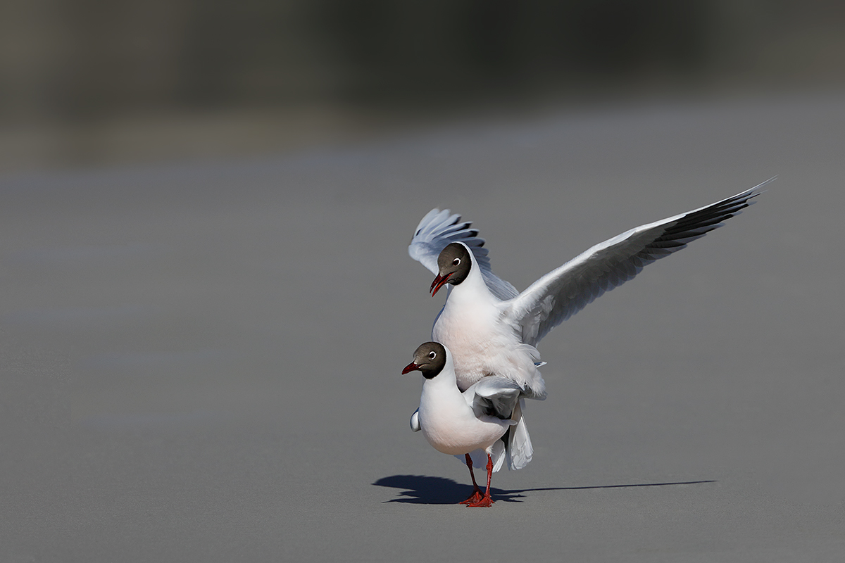 canon 5d mark iv for bird photography