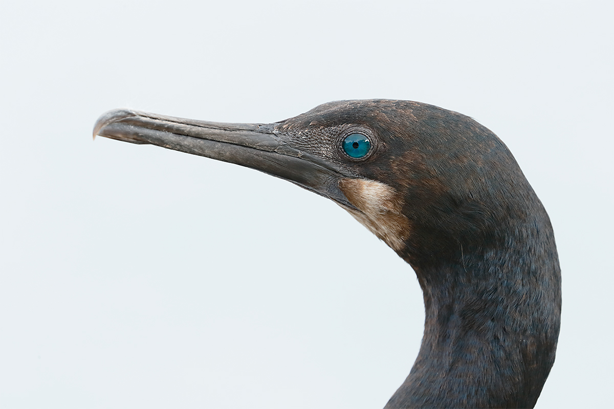 brandts-cormorant-crop-non-breeding-head-portrait