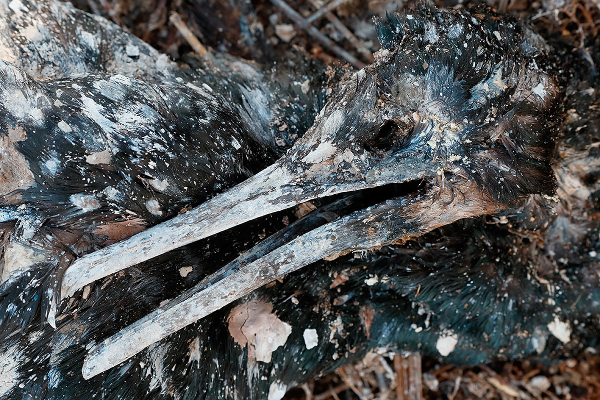  brandts-cormorant-head-carcass-_y5o4480-la-jolla-ca
