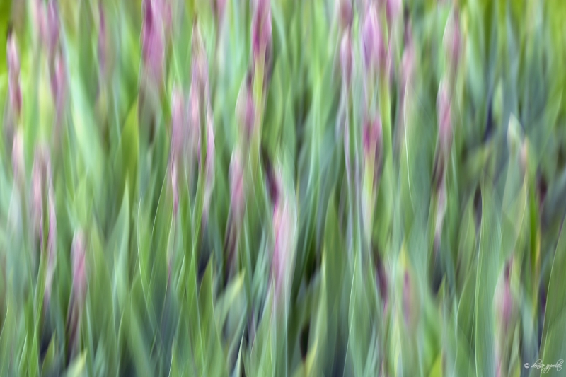 65c2055presby-iris-garden