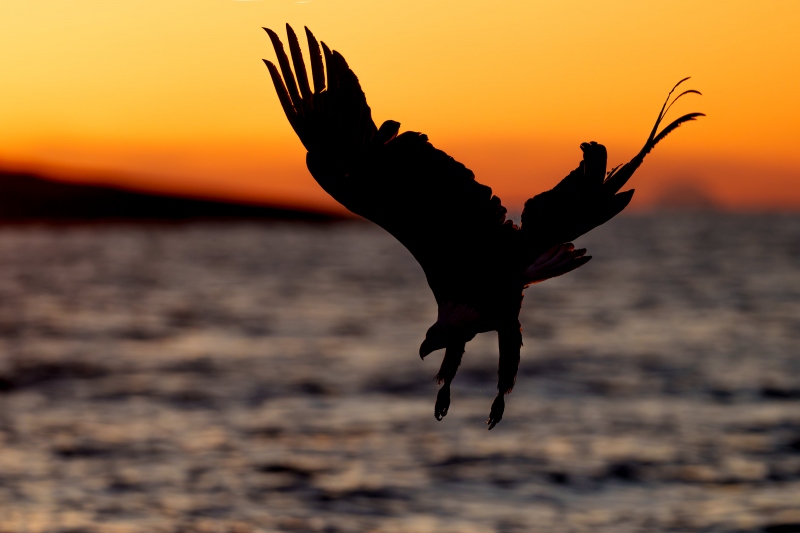 Bald-Eagle-3200-diving-at-sunset-_A1G2062-Kachemak-Bay-AK-Enhanced-NR