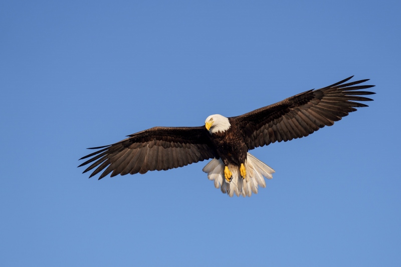 Bald-Eagle-3200-in-flight-sun-blue-sky-_A1G1260-Kachemak-Bay-AK-Enhanced-NR