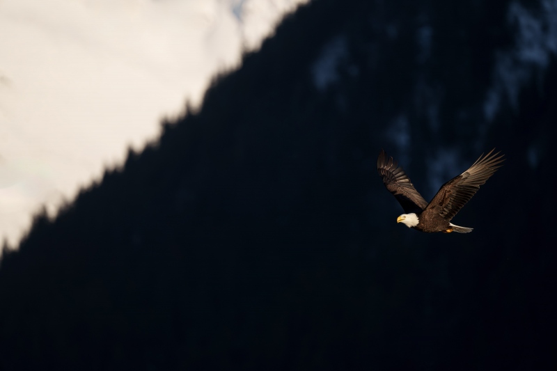 Bald-Eagle-in-flight-3200-shaded-forest-and-sunlit-snow-_A1G1388-Kachemak-Bay-AK-Enhanced-NR