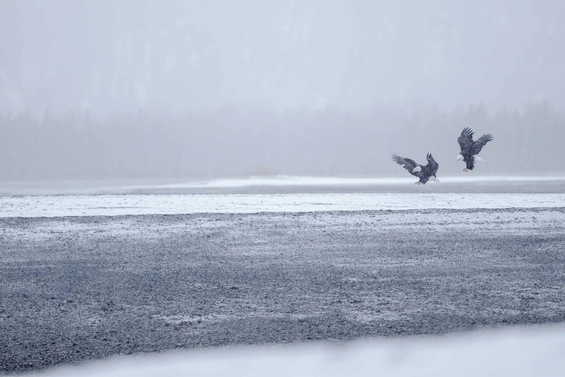 Bald-Eagles-3200-landing-on-spit-_A1G2591-Kachemak-Bay-AK-Enhanced-NR