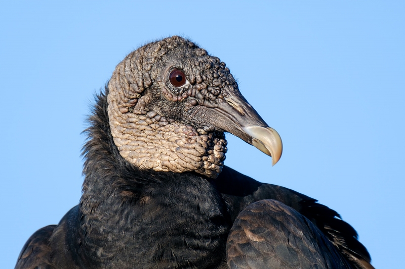 Black-Vulture-head-portrait-XT-2-1200mm-_DSF2942-Indian-Lake-Estates,-FL