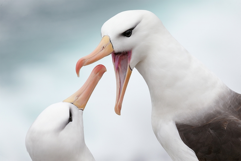 Black-browed-Albatross-displaying-to-mate-_Y5O7203--The-Rookery,-Saunders-Island,-The-Falklands