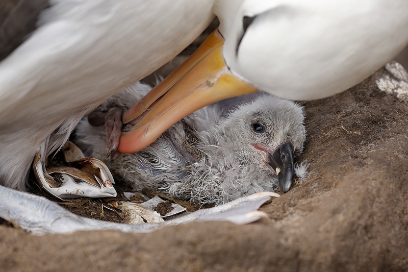 Black-browed-Albatross-just-hatched-chick-_P3A6876-Saunders-Island--The-Neck,-The-Falklands
